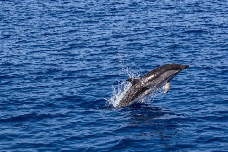 Índices en MySQL